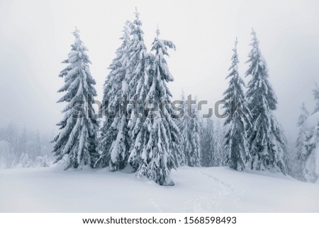 Snow-covered trees in the mountains