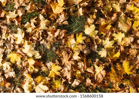 beautiful and bright sunny day on a golden autumn day, oak and marple leaves on grass ground