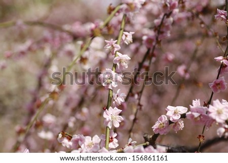 Pink plum blossom on White