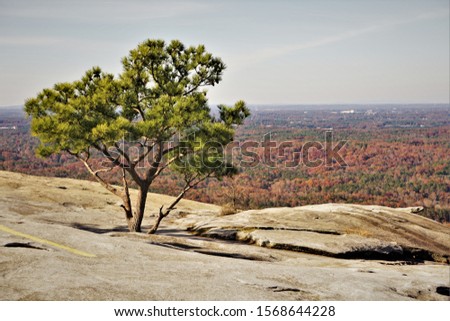 Lobloly Pine (Pinus taeda) was growing on the rock on the top of mountainside at Stone mountain park, Autumn in Georgia USA.
