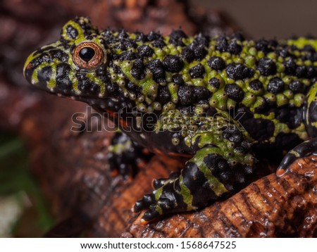 A close up macro shot of an African fire bellied toad