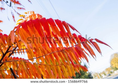 Sumac tree leaves in autumn on a sunny day