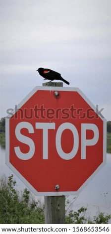 Red winged blackbird hanging out on the stop sign waiting for a ride.