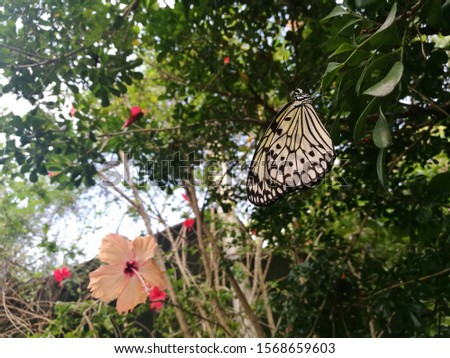 Swallow Tail like butterfly with yellow wings and black stripes attached to a green leaf in a nature like background