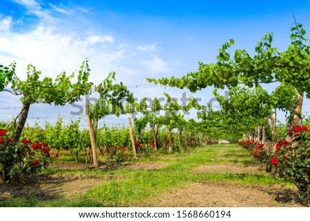 The vineyards are trellis or palisade type formation, they are linear productive systems. Argentine Mesopotamia