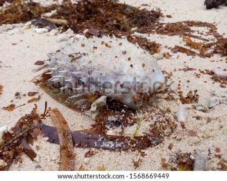 Dead Porcupinefish fish on the sand of Old Scout Island beach. 100 Islands (Hundred Islands National Park)  protected area located in Alaminos, Pangasinan in the northern Philippines.