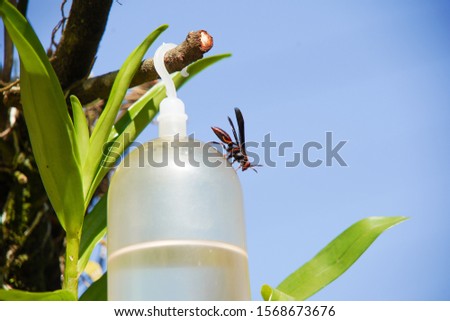 photo of Insect Bee in nature