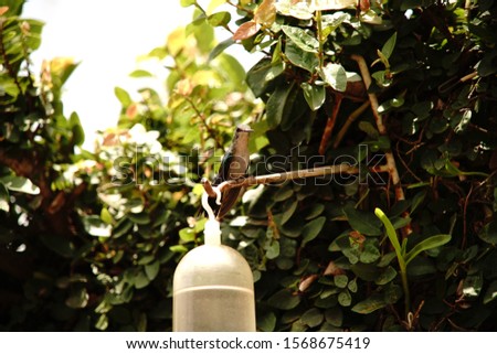 Photo Hummingbird close to feeder