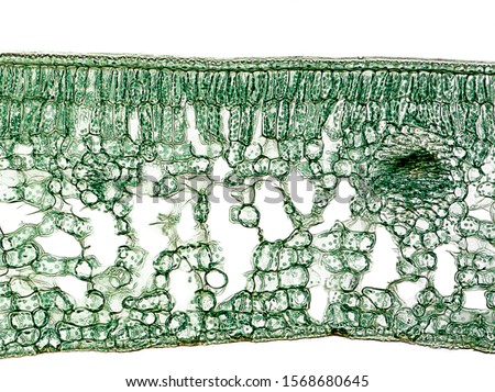 Tea plant. Cross section of a Camellia leaf, that show their general internal structure (cuticle, palisade parenchyma, spongy parenchyma, vascular bundles, epidermis).  Royalty-Free Stock Photo #1568680645