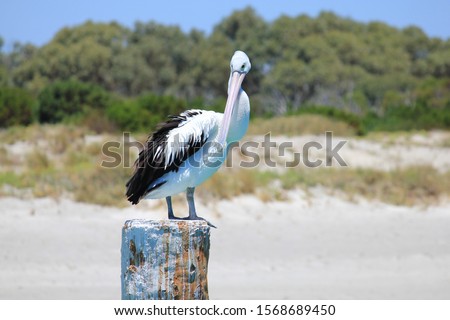 Australian Pelican on a pole next to Woodman Point Ammo Jetty, south of Perth, Western Australia. Royalty-Free Stock Photo #1568689450