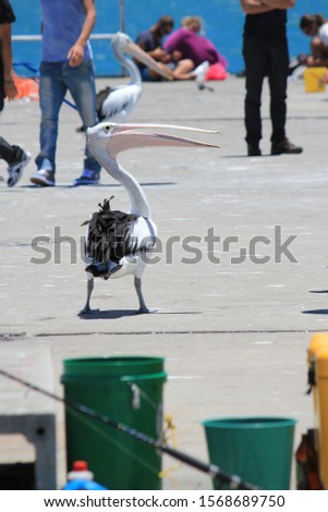 Opportunistic Australian Pelican on a jetty, surrounded by fishermen, hoping to get a feed. Woodman Point Ammo Jetty, Western Australia. Royalty-Free Stock Photo #1568689750