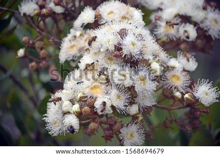 White and yellow Dwarf Apple gum tree blossoms, Angophora hispida, family Myrtaceae, growing in the Royal National Park, Sydney, Australia. Spring and summer flowering