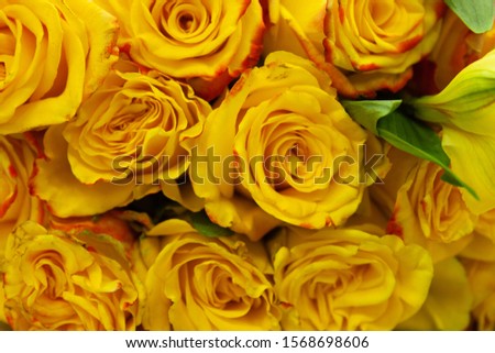Close up photograph of yellow flowers. This would be good as a background image. 