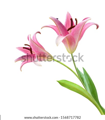 Beautiful Lily isolated on white background Royalty-Free Stock Photo #1568717782