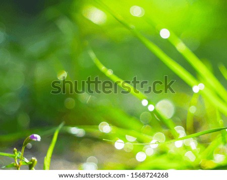Bokeh on the green grass in the morning