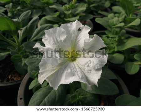 The first bright white petunias in Nakhon Ratchasima in Thailand
