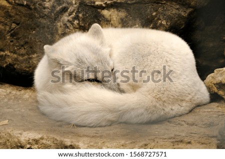 White fox resting exposing its body, head, ears, bushy tail, white gray fur.