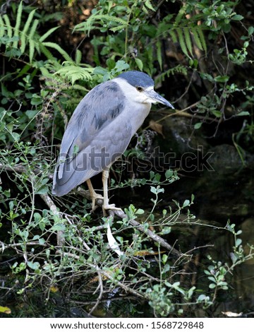 Black-Crowned Night-Heron bird perched  exposing its body, head, beak, eyes, feet in its environment and surrounding with a nice bokey background.