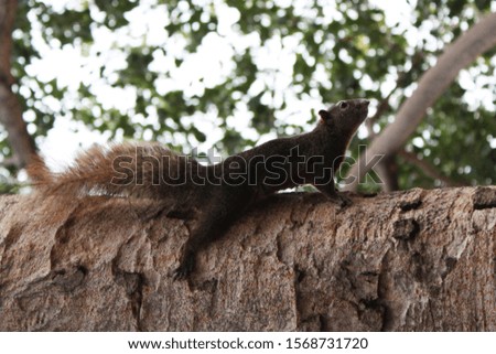 Brown squirrel Perched on a large tree in an Asian forest