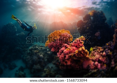 Woman freediver swims underwater and explores vivid coral reefs. Tilt shift effect applied