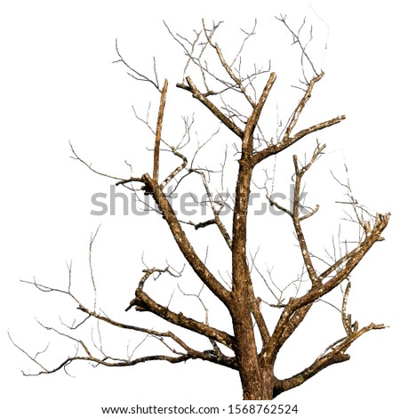 Dead tree isolate on white background. branches of tree.