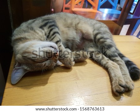 Sleeping cute cat on a coffee table.