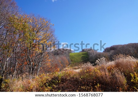                                Late autumn color at Hakkoda mountain 