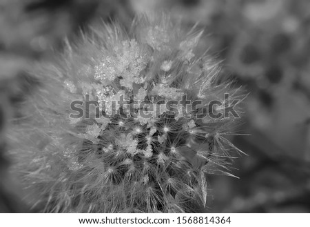 art photo of dandelion seeds close up on natural blurred background
