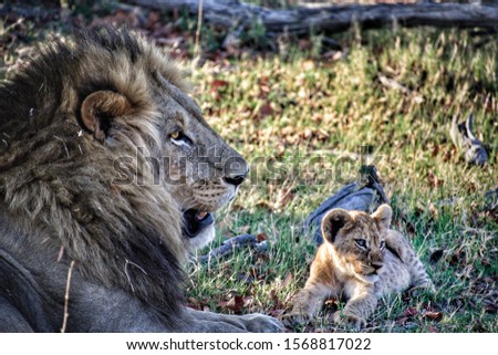 Male lion and lion cub