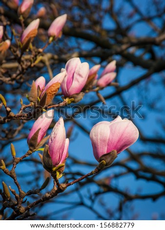 Magnolia tree blossoms in springtime garden