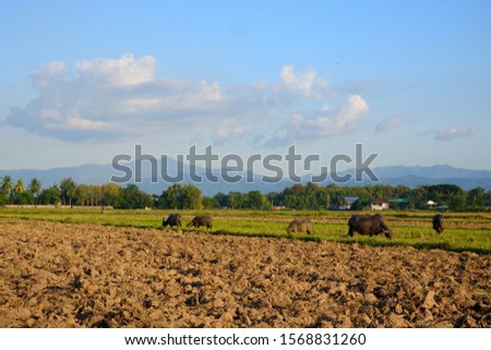 Pictures of post-harvest rice fields and a herd of buffalo eating grass