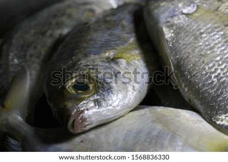 This is a picture of an eatable fishes.