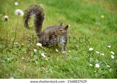 Eastern Grey Squirrel in San Francisco Botanical Garden, Sciurus carolinensis, a tree squirrel with grey to brownish fir, white front and large bushy tail