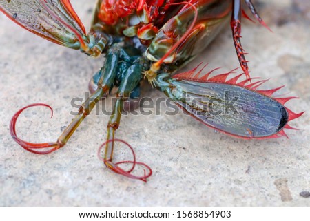 Close-up view of head and antennae of brightly colored sea shellfish. Odontodactylus scyllarus with beautifully colored body. Peacock mantis shrimp, harlequin, painted, or clown mantis shrimp.