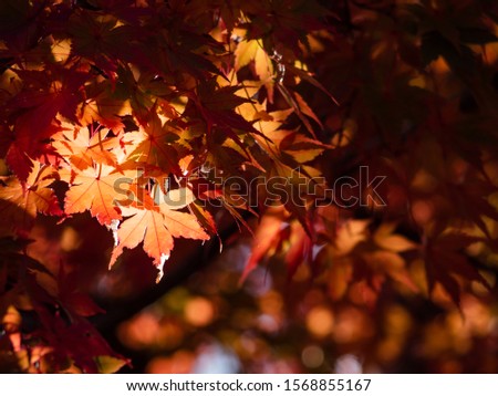 Extreamly closeup red​ maple leaves during autumn on blurry background. 