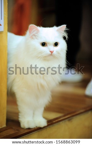 White cat in long fur 