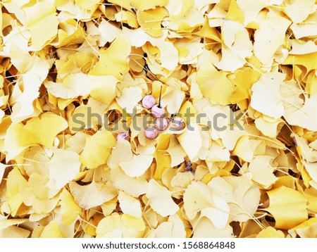 full frame of yellow autumn leaves and some wild fruit,golden background of autumn colors,Autumn photo for cover, web, wallpapers, fabric, full frame of yellow autumn leaves and some wild fruits,