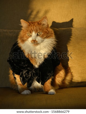 fashionable red cat in a black fur vest sits on a sofa in the solar light
