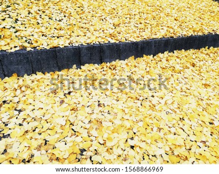 full frame of yellow autumn leaves with black tape to enter text,golden background of autumn colors, Autumn photo for cover,