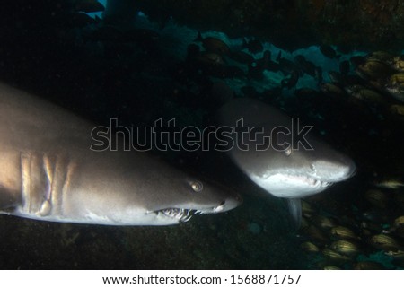 A couple of ragged tooth sharks hidden in a cave, umkomaas, south africa