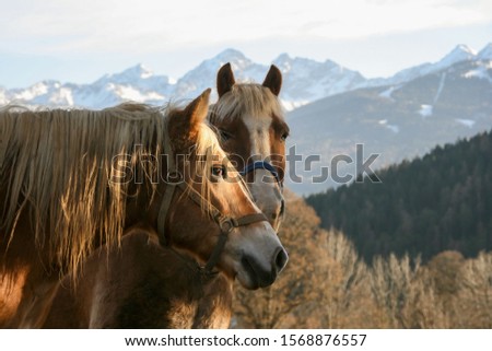 Two horses looking into the far. Grasping a view of the snow covered mountains in the back while enjoying the sun shining onto their faces.