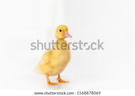 lovely yellow duck on white background isolated. Royalty-Free Stock Photo #1568878069