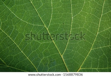 background texture green leaf structure macro photography Royalty-Free Stock Photo #1568879836