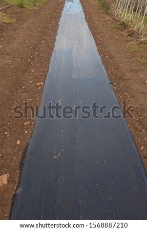 Black Plastic Weed Suppressant Material on a Vegetable Bed in an Organic Allotment in a Vegetable Garden Royalty-Free Stock Photo #1568887210