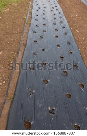 Black Plastic Weed Suppressant Material on a Vegetable Bed in an Organic Allotment in a Vegetable Garden Royalty-Free Stock Photo #1568887807