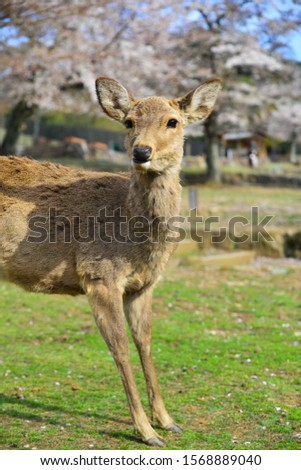 Wild deer at Nara Park (Japan) during a sunny day in the cherry blossom season.