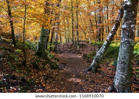 Autumnal forest with dry leaves