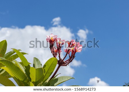 The beatiful plumeria flowers, Plumeria flowers in mix colors, Plumeria flowers in pink, yellow and white colors.
