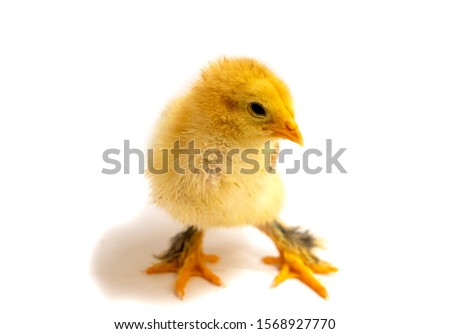Yellow Brahma chick on white background, selective focus.