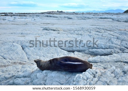 A new zealand fur seal (Arctocephalus forsteri) sunbathing very relaxed on its back on the rocks of Point Kean, Kaikoura, New Zealand, South Island. Royalty-Free Stock Photo #1568930059